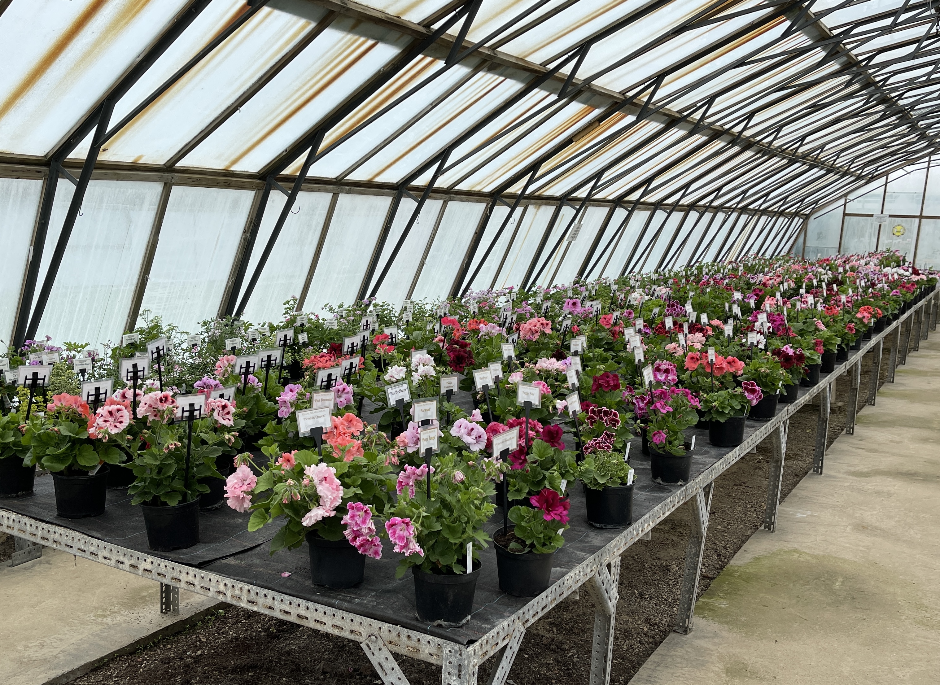 Fibrex Nurseries Pelargonium Collection on the move.