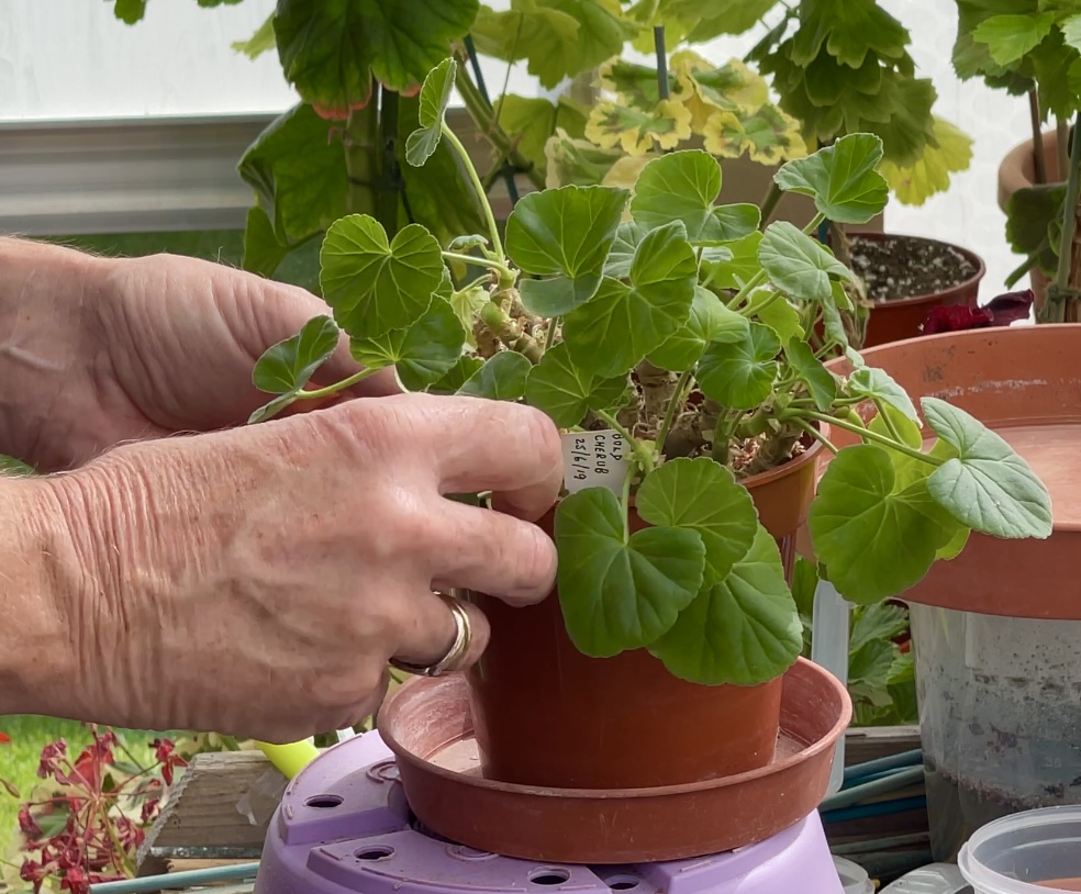 Cutting Back Zonal Pelargoniums For Winter