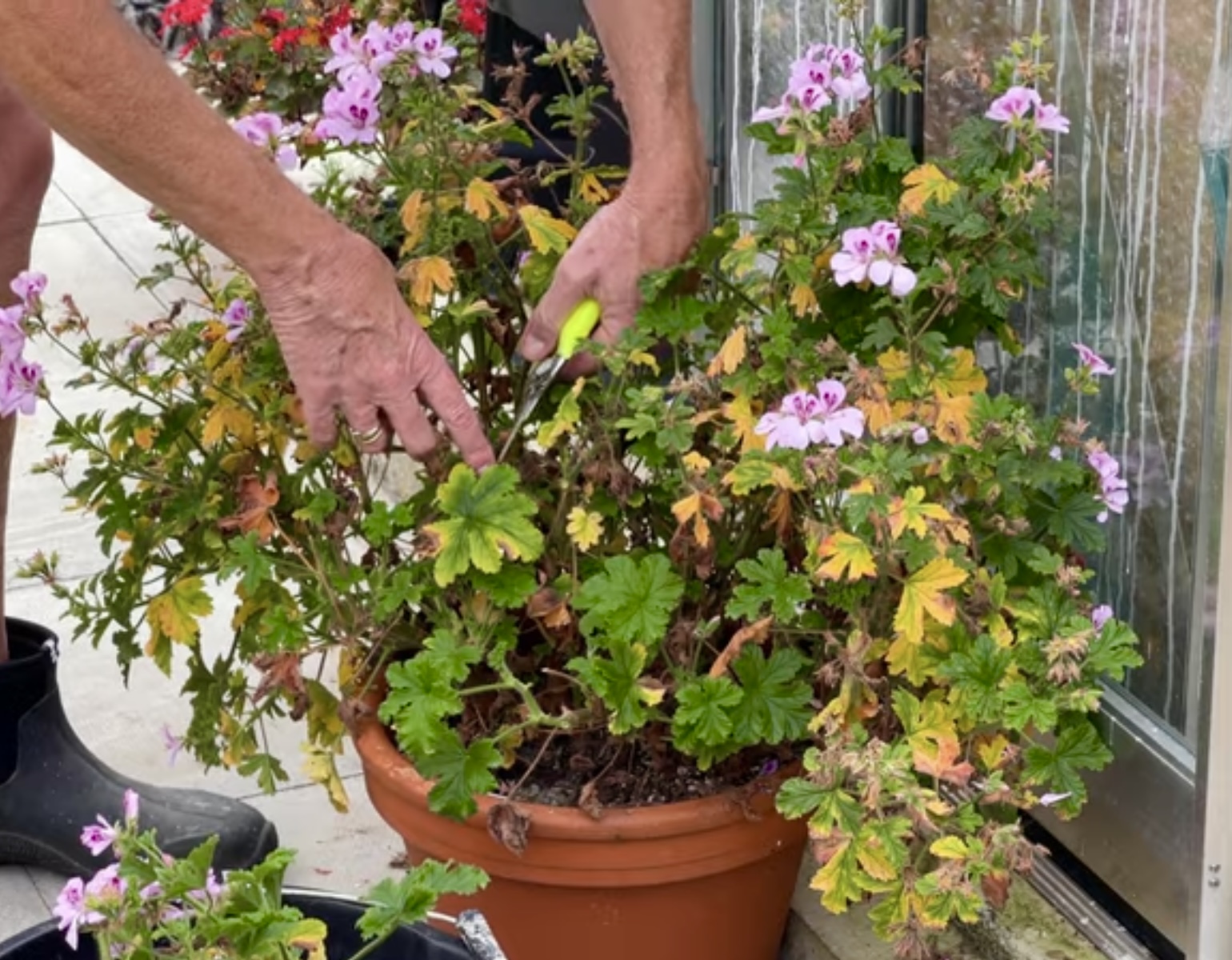 Cutting back large pelargoniums for winter storage