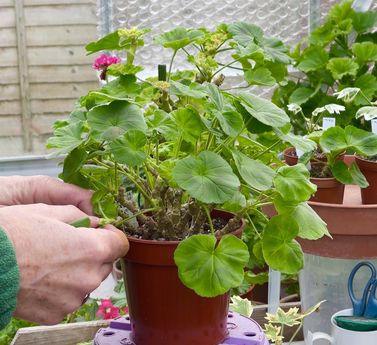Stopping Zonal pelargoniums for summer shows